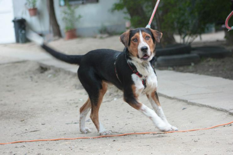 Bild 10: 	 Für Ramos suchen wir ein liebevolles und schönes Zuhause, das ihm die Geborgenheit bietet, die er verdient.