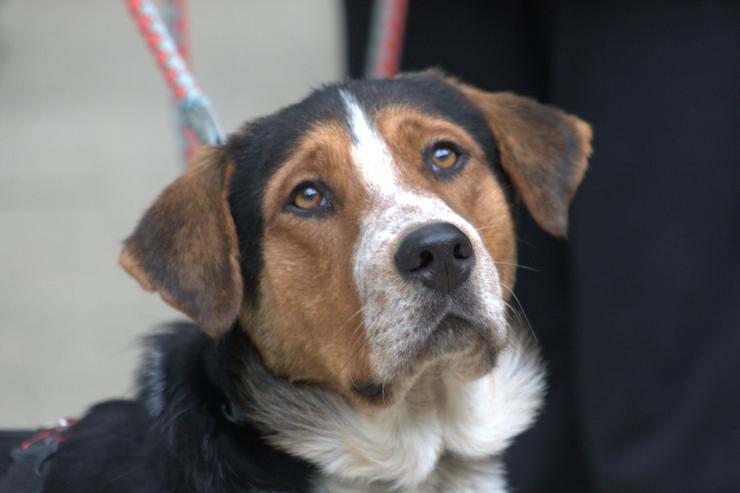 Bild 8: 	 Für Ramos suchen wir ein liebevolles und schönes Zuhause, das ihm die Geborgenheit bietet, die er verdient.