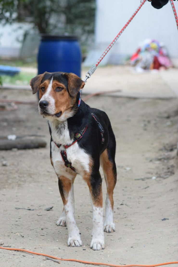 Bild 5: 	 Für Ramos suchen wir ein liebevolles und schönes Zuhause, das ihm die Geborgenheit bietet, die er verdient.