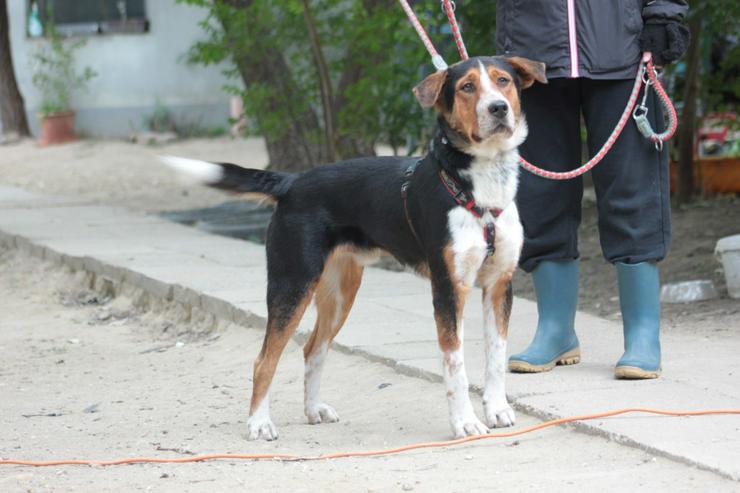 Bild 9: 	 Für Ramos suchen wir ein liebevolles und schönes Zuhause, das ihm die Geborgenheit bietet, die er verdient.