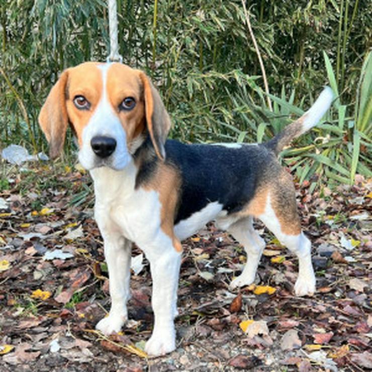 Bild 7: Für Basti wird ein liebevolles Zuhause gesucht.