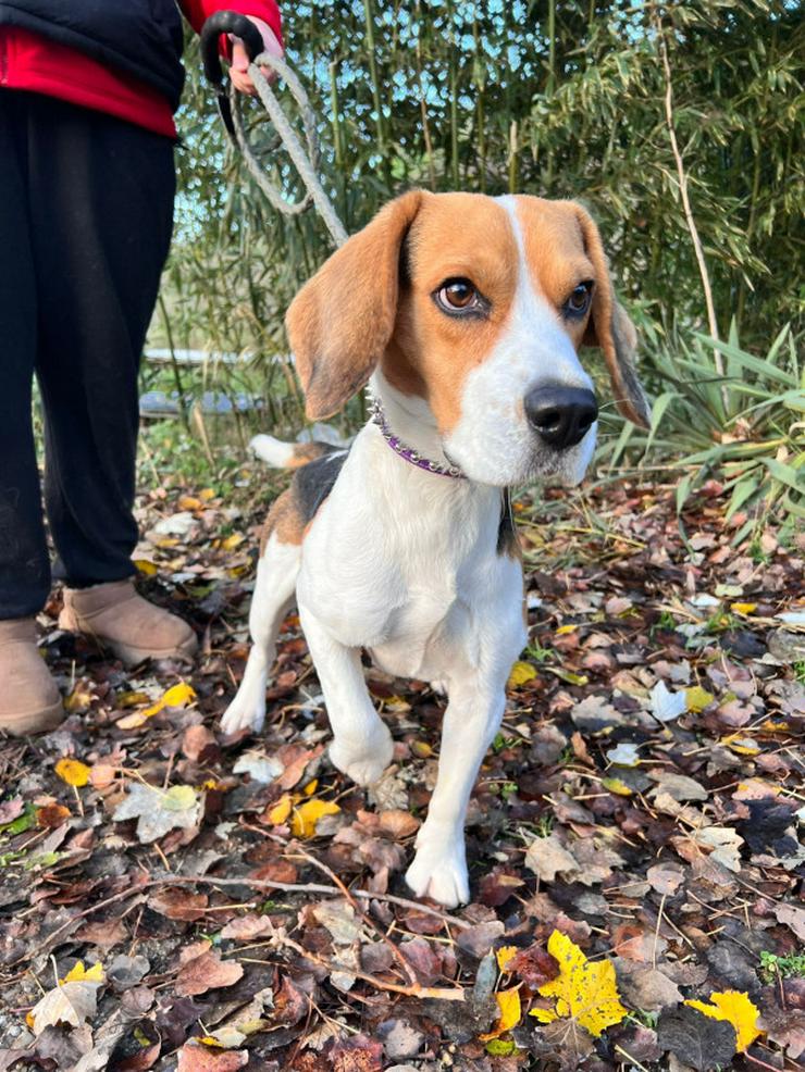 Bild 6: Für Basti wird ein liebevolles Zuhause gesucht.