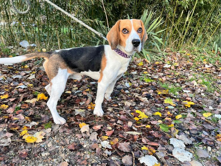 Bild 5: Für Basti wird ein liebevolles Zuhause gesucht.