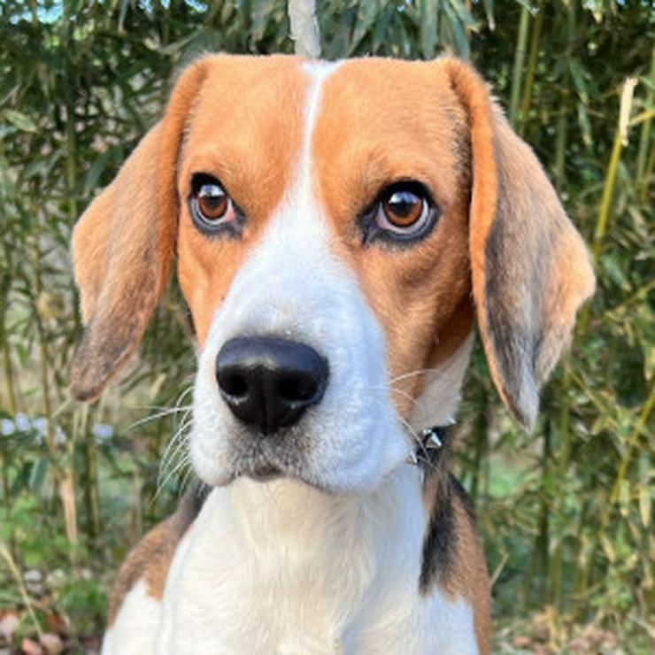 Bild 8: Für Basti wird ein liebevolles Zuhause gesucht.