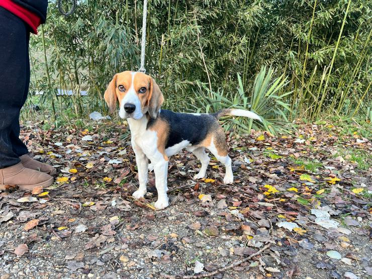 Für Basti wird ein liebevolles Zuhause gesucht.