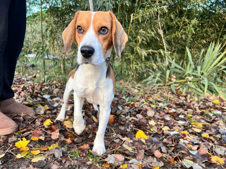 Bild 2: Für Basti wird ein liebevolles Zuhause gesucht.