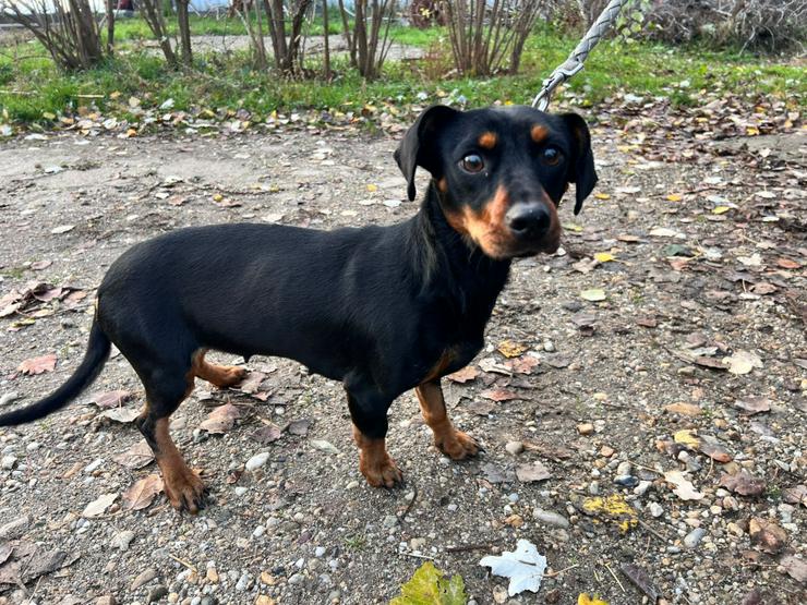 Bild 4: Nara ist eine bezaubernde Kurzhaardackelhündin, die ca. im November 2023 geboren wurde.