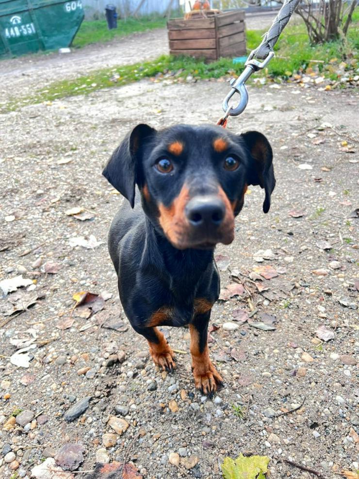 Nara ist eine bezaubernde Kurzhaardackelhündin, die ca. im November 2023 geboren wurde.