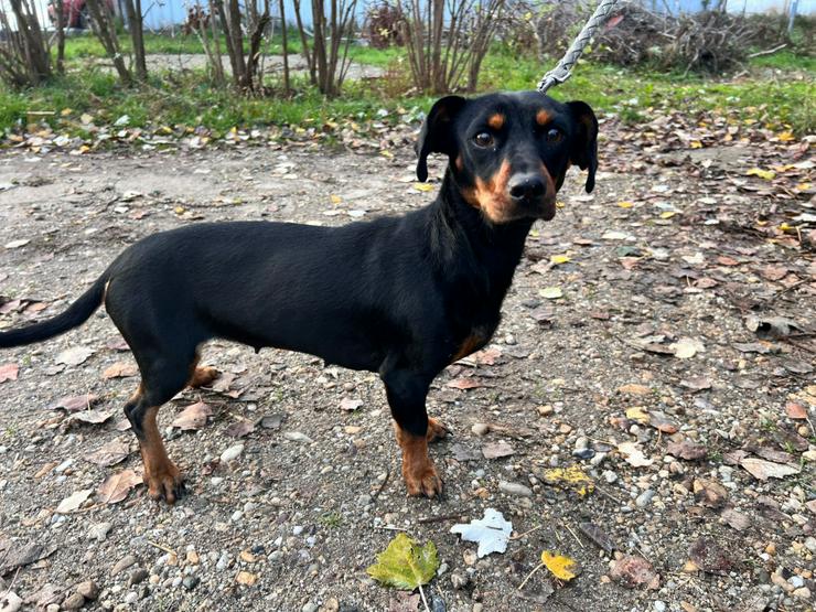 Bild 6: Nara ist eine bezaubernde Kurzhaardackelhündin, die ca. im November 2023 geboren wurde.