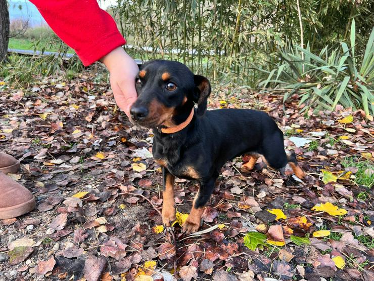 Bild 8: Nara ist eine bezaubernde Kurzhaardackelhündin, die ca. im November 2023 geboren wurde.