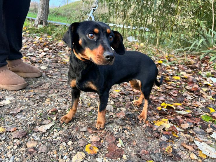 Bild 3: Nara ist eine bezaubernde Kurzhaardackelhündin, die ca. im November 2023 geboren wurde.