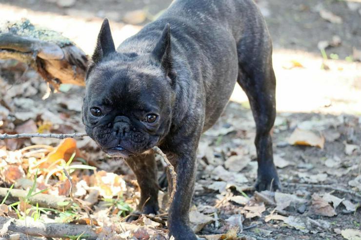 Bild 6: Rico ist ein äußerst lustiger und freundlicher Hund, der andere Hunde liebt und gerne mit ihnen im Freilauf herumtollt.