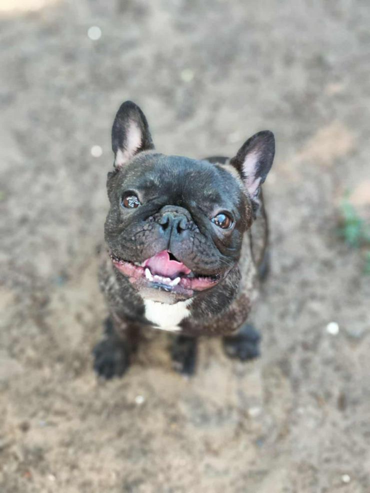 Bild 7: Rico ist ein äußerst lustiger und freundlicher Hund, der andere Hunde liebt und gerne mit ihnen im Freilauf herumtollt.