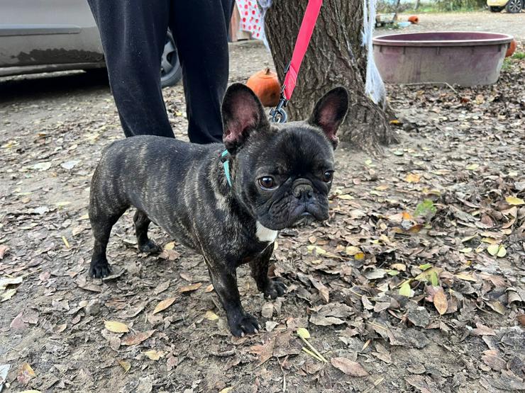 Rico ist ein äußerst lustiger und freundlicher Hund, der andere Hunde liebt und gerne mit ihnen im Freilauf herumtollt.