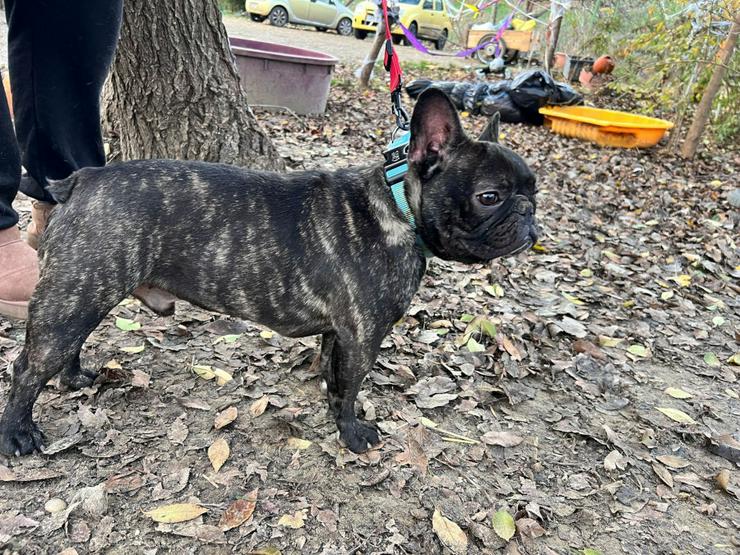 Bild 3: Rico ist ein äußerst lustiger und freundlicher Hund, der andere Hunde liebt und gerne mit ihnen im Freilauf herumtollt.