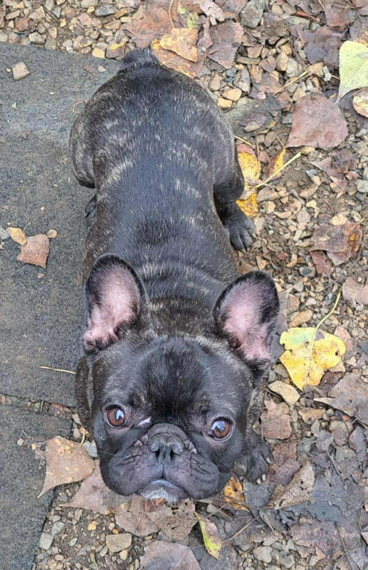 Bild 2: Rico ist ein äußerst lustiger und freundlicher Hund, der andere Hunde liebt und gerne mit ihnen im Freilauf herumtollt.