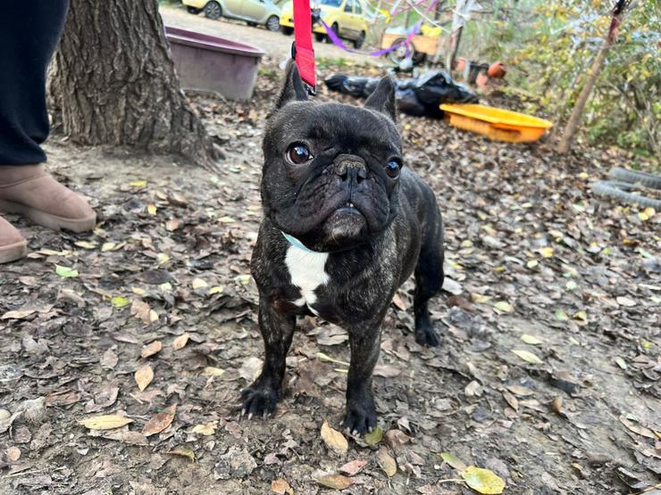 Bild 5: Rico ist ein äußerst lustiger und freundlicher Hund, der andere Hunde liebt und gerne mit ihnen im Freilauf herumtollt.