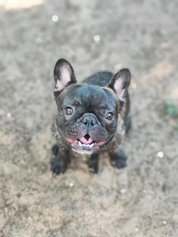 Bild 4: Rico ist ein äußerst lustiger und freundlicher Hund, der andere Hunde liebt und gerne mit ihnen im Freilauf herumtollt.