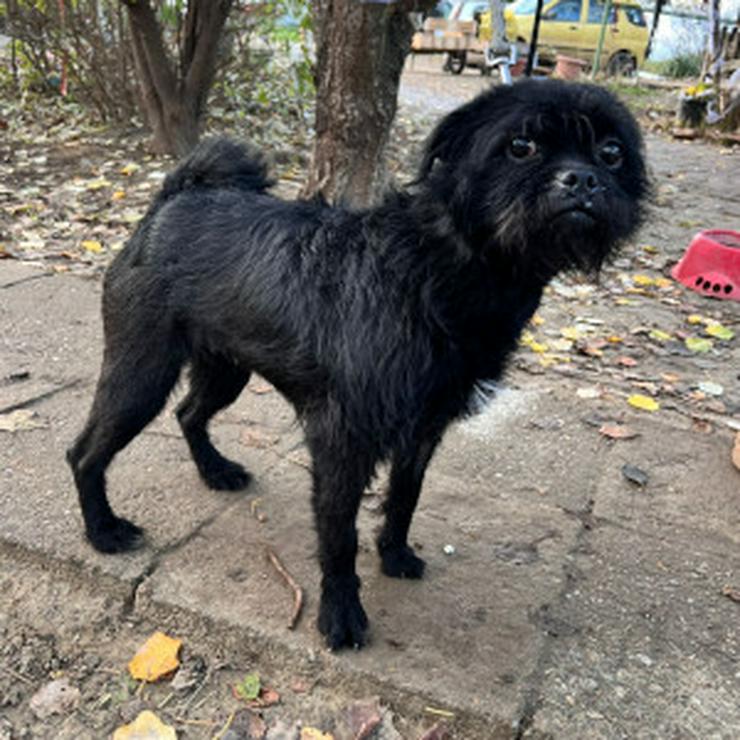 Bild 9: Elaine ist eine äußerst süße, freundliche und verschmuste Hündin. 