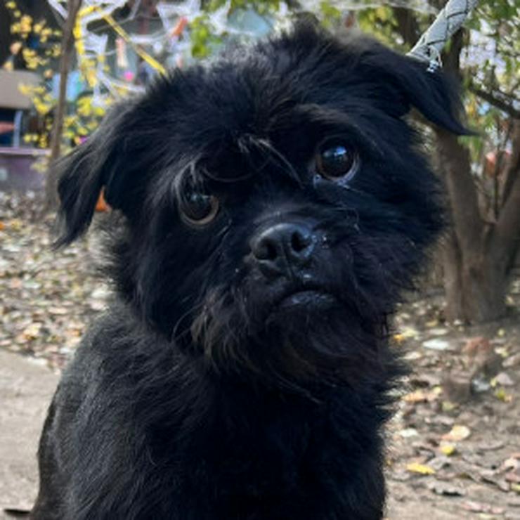 Bild 8: Elaine ist eine äußerst süße, freundliche und verschmuste Hündin. 