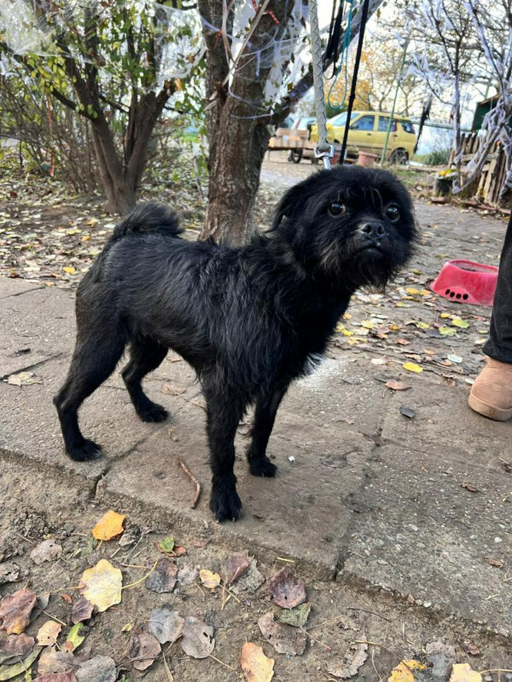 Bild 2: Elaine ist eine äußerst süße, freundliche und verschmuste Hündin. 