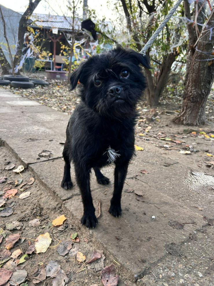 Elaine ist eine äußerst süße, freundliche und verschmuste Hündin. 