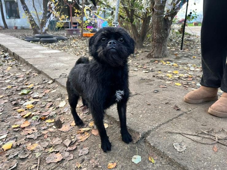 Bild 5: Elaine ist eine äußerst süße, freundliche und verschmuste Hündin. 