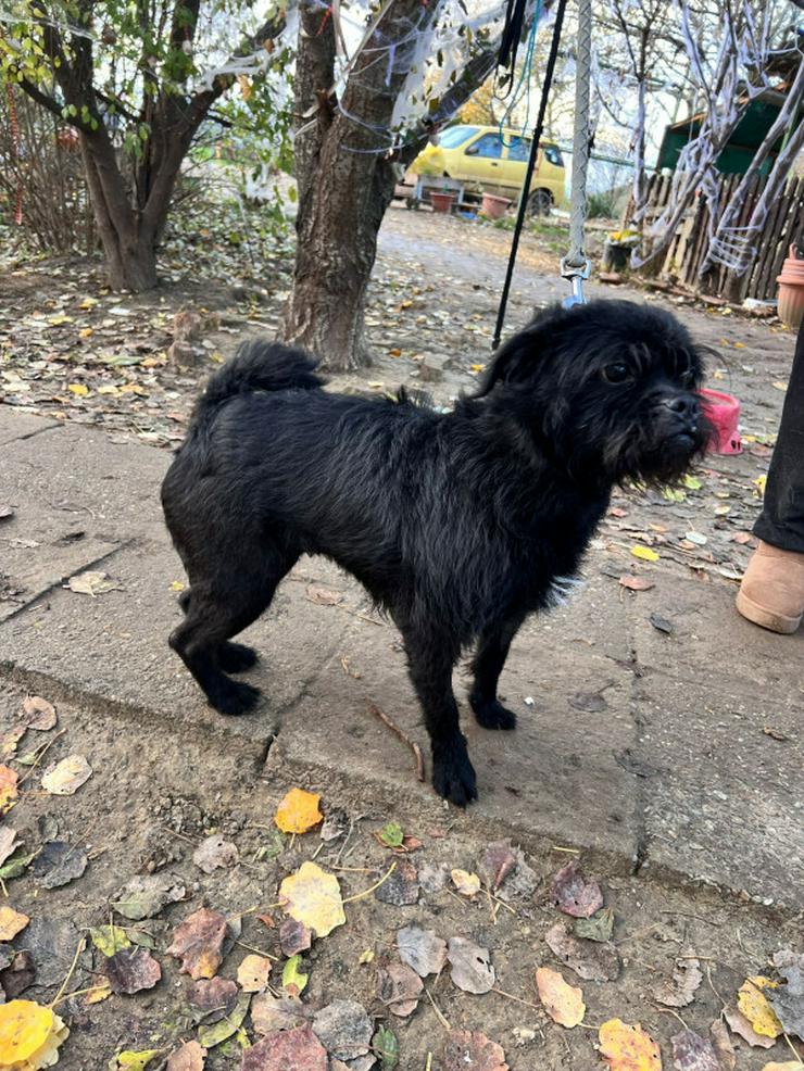 Bild 7: Elaine ist eine äußerst süße, freundliche und verschmuste Hündin. 