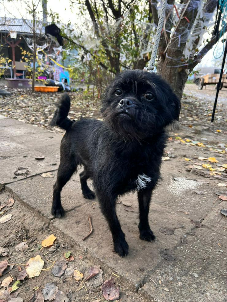 Bild 3: Elaine ist eine äußerst süße, freundliche und verschmuste Hündin. 