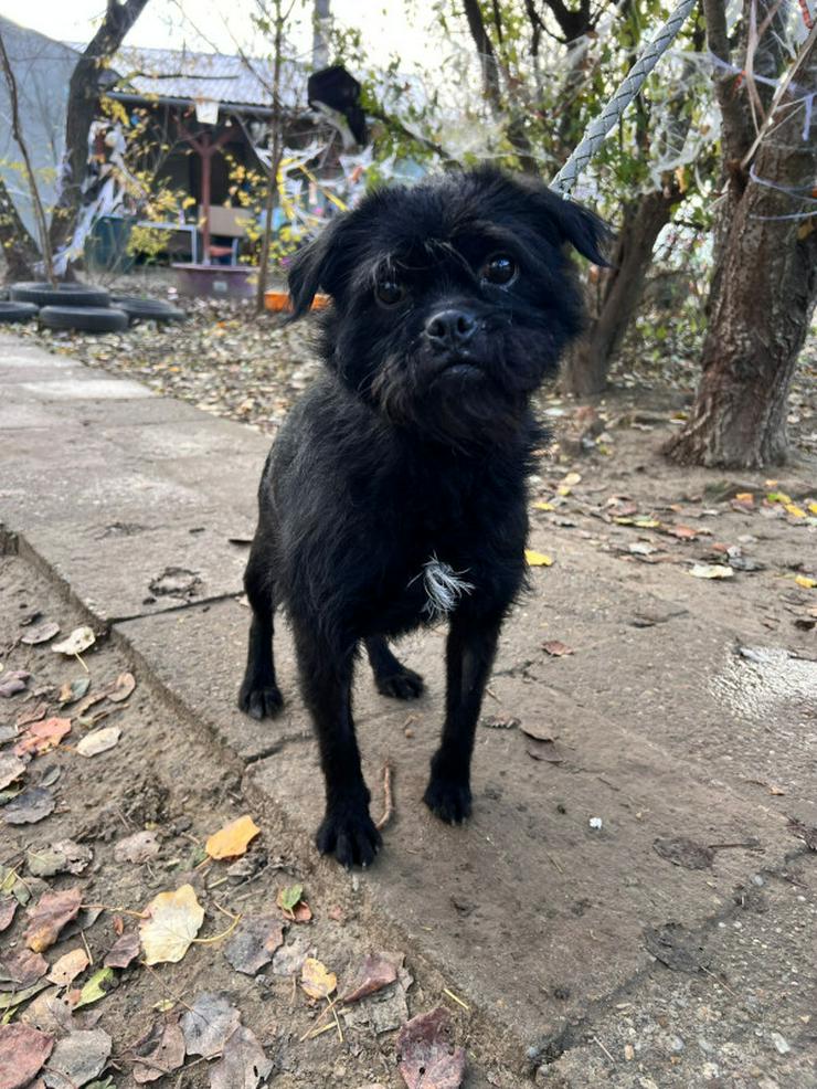 Bild 6: Elaine ist eine äußerst süße, freundliche und verschmuste Hündin. 