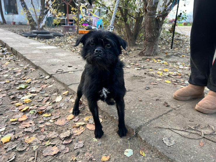 Bild 4: Elaine ist eine äußerst süße, freundliche und verschmuste Hündin. 