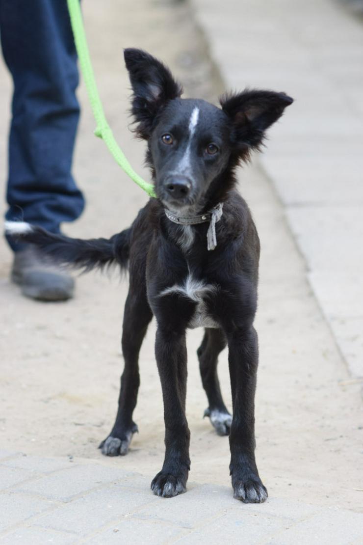 Freja ist eine bezaubernde Border Collie Mix Hündin, deren Mutter ein reinrassiger Border Collie ist.