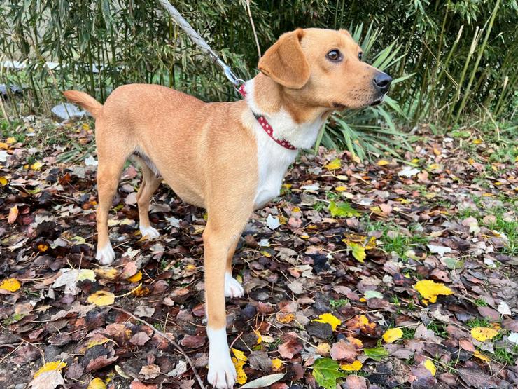 Bild 5: Wendy ist eine nette Mischlingshündin, die im November 2024 geboren wurde.