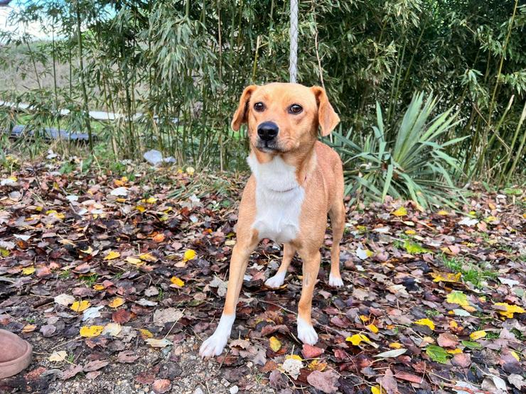 Bild 3: Wendy ist eine nette Mischlingshündin, die im November 2024 geboren wurde.