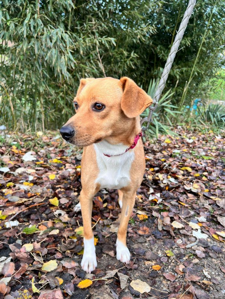 Bild 6: Wendy ist eine nette Mischlingshündin, die im November 2024 geboren wurde.