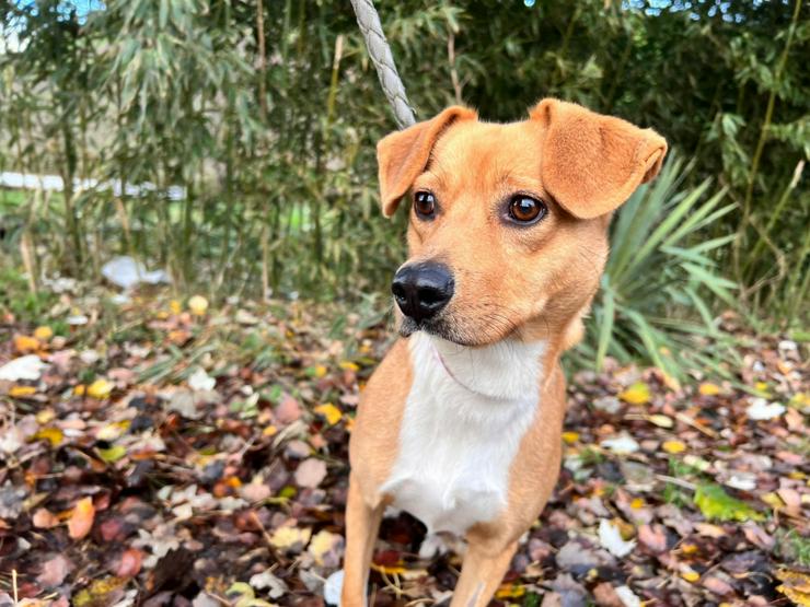 Bild 7: Wendy ist eine nette Mischlingshündin, die im November 2024 geboren wurde.