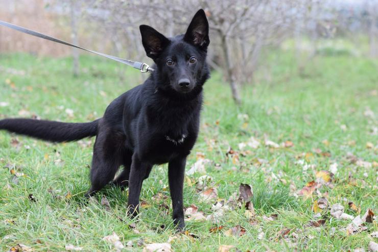 Bild 6: Chica ist eine wunderhübsche Schäferhund-Mischlingshündin,