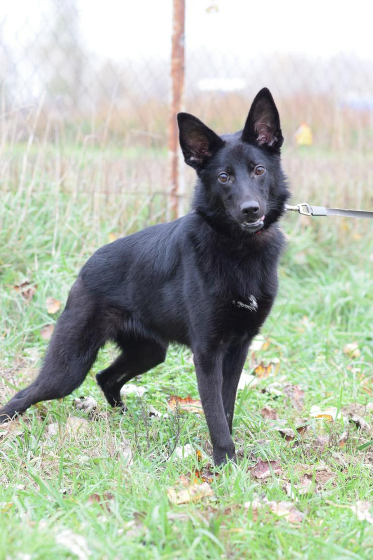 Bild 4: Chica ist eine wunderhübsche Schäferhund-Mischlingshündin,