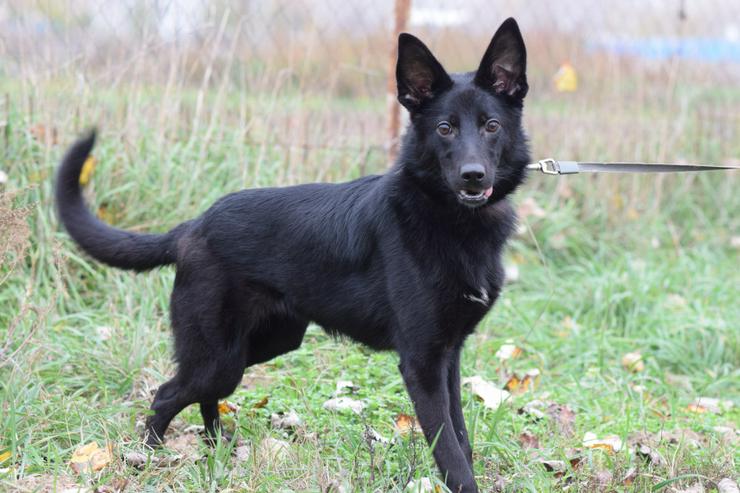 Bild 2: Chica ist eine wunderhübsche Schäferhund-Mischlingshündin,