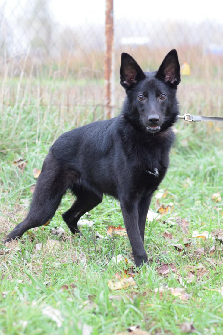 Bild 3: Chica ist eine wunderhübsche Schäferhund-Mischlingshündin,