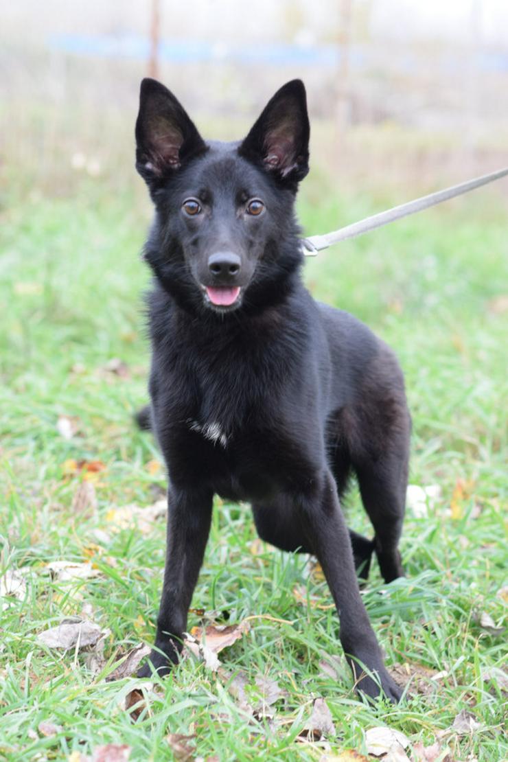 Chica ist eine wunderhübsche Schäferhund-Mischlingshündin,