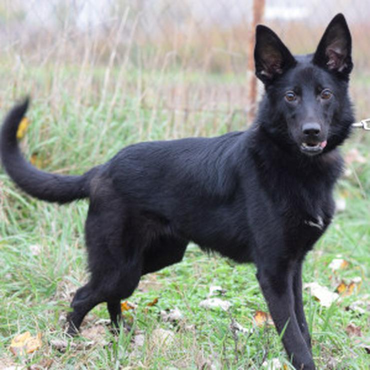 Bild 8: Chica ist eine wunderhübsche Schäferhund-Mischlingshündin,