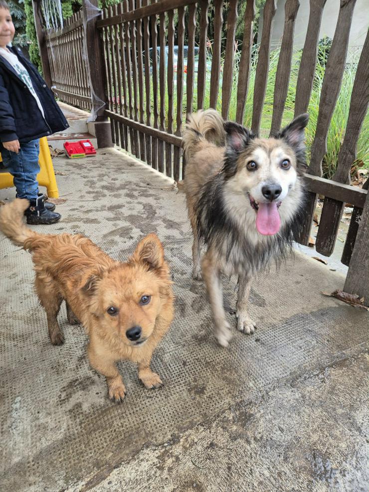 Bild 11: Geronimo ist aufgeschlossen und zeigt eine große Zuneigung zu Menschen.