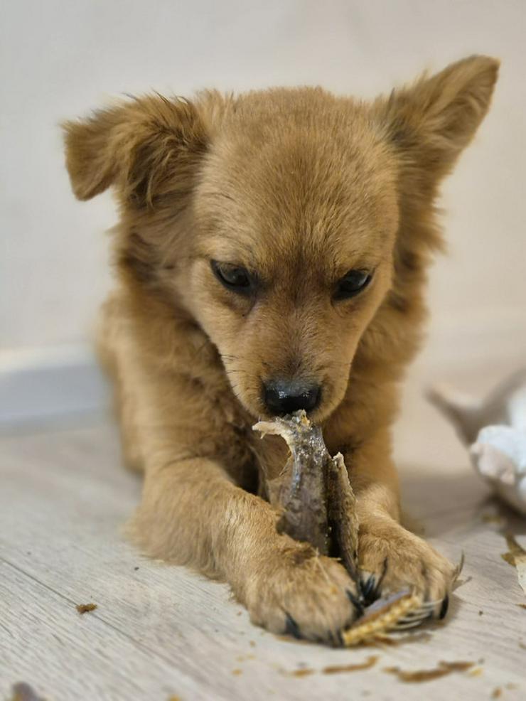 Bild 4: Geronimo ist aufgeschlossen und zeigt eine große Zuneigung zu Menschen.