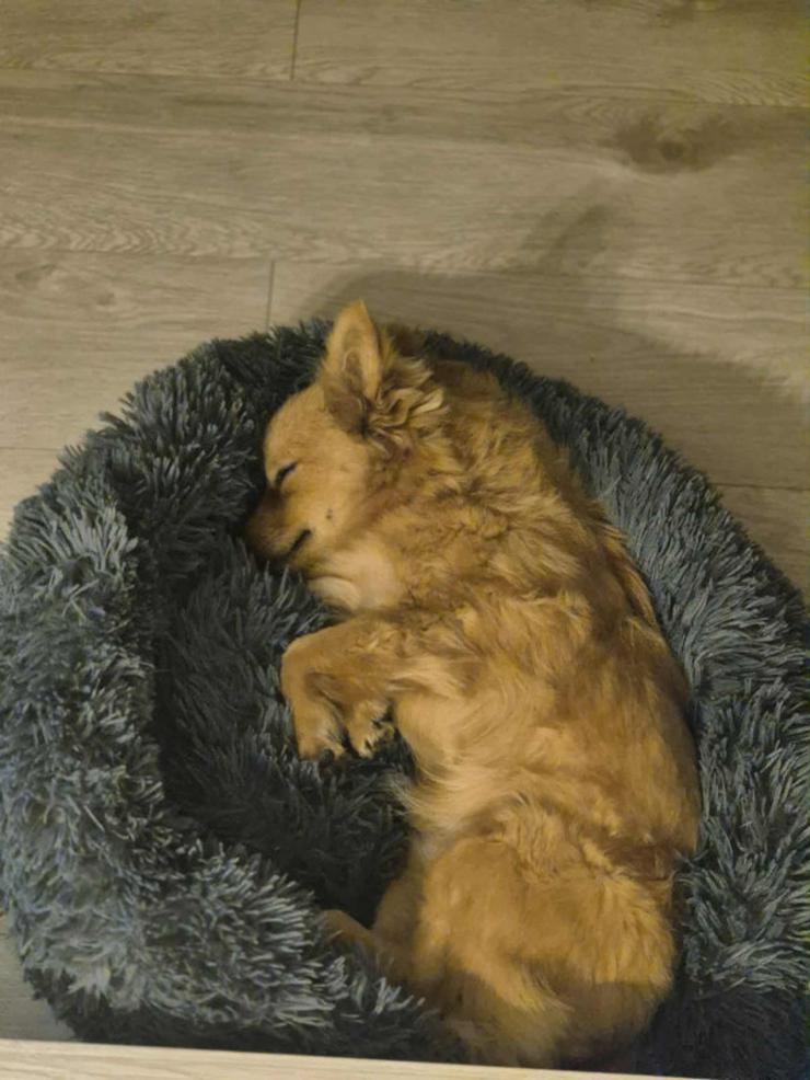 Bild 9: Geronimo ist aufgeschlossen und zeigt eine große Zuneigung zu Menschen.