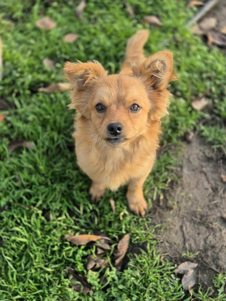 Geronimo ist aufgeschlossen und zeigt eine große Zuneigung zu Menschen.