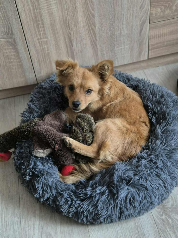 Bild 8: Geronimo ist aufgeschlossen und zeigt eine große Zuneigung zu Menschen.