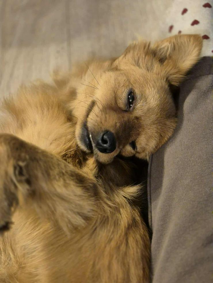 Bild 10: Geronimo ist aufgeschlossen und zeigt eine große Zuneigung zu Menschen.