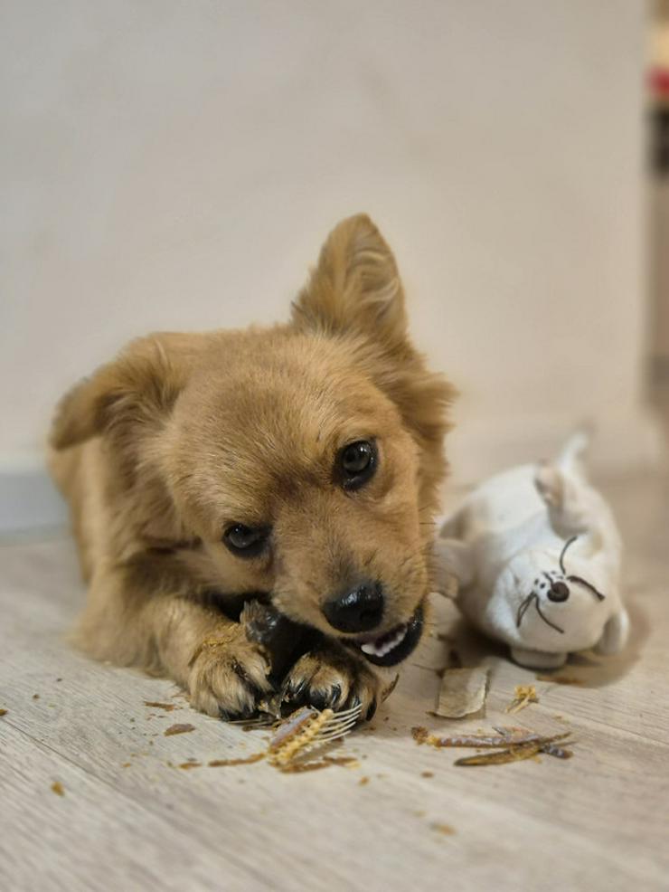 Bild 5: Geronimo ist aufgeschlossen und zeigt eine große Zuneigung zu Menschen.