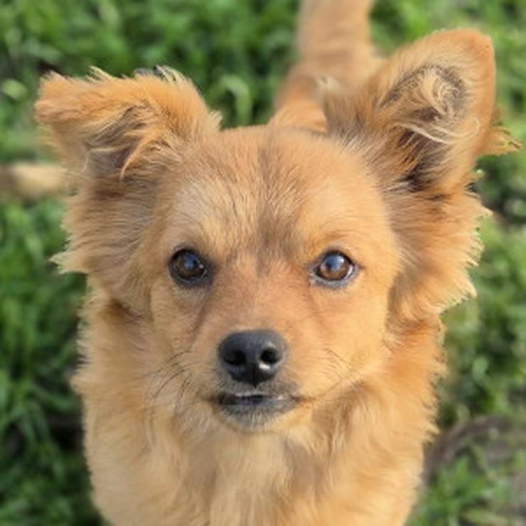 Bild 12: Geronimo ist aufgeschlossen und zeigt eine große Zuneigung zu Menschen.